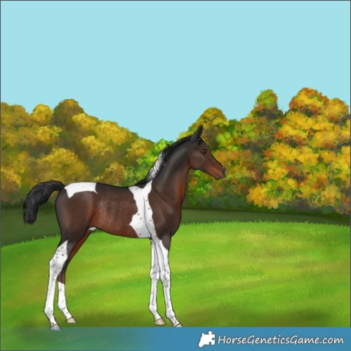 Horse Color:Liver Chestnut Tobiano Rabicano 