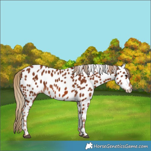 Horse Color:Chestnut Near Leopard 