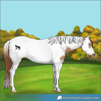 Horse Color:Red Dun Splash Tobiano Frame