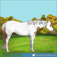 Horse Color:Red Dun Splash Tobiano Frame