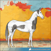 Horse Color:Grullo Splash Tobiano Rabicano
