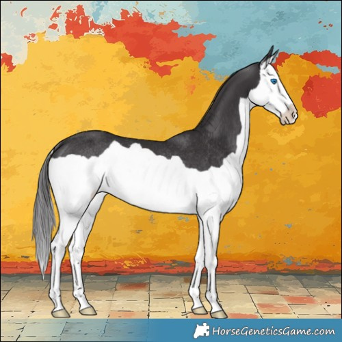 Horse Color:Smoky Black Splash Rabicano