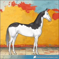 Horse Color:Smoky Black Splash Rabicano