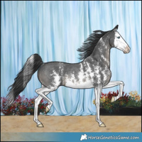 Horse Color:Black Sabino Splash Rabicano 