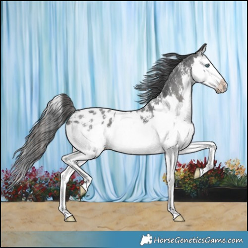 Horse Color:Black Sabino Splash Appaloosa 