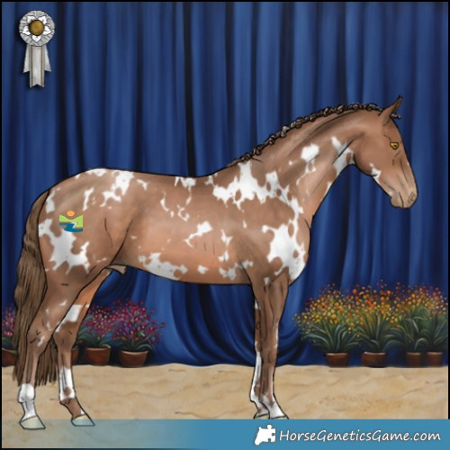 Horse Color:White Spotted Brown Pearl 