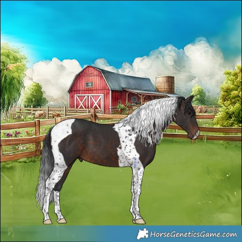 Horse Color:Brown Tobiano 