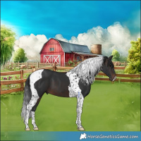 Horse Color:Brown Tobiano 