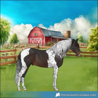 Horse Color:Brown Tobiano 