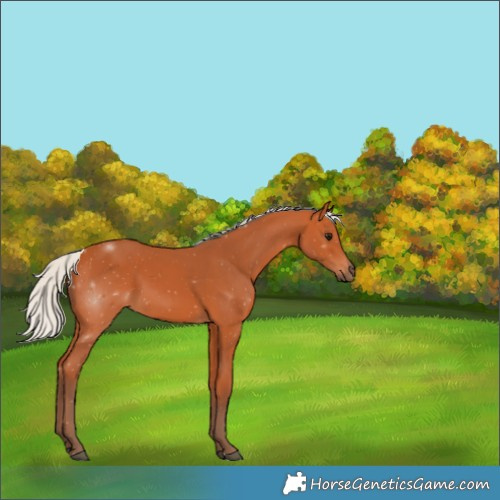 Horse Color:Silver Bay 