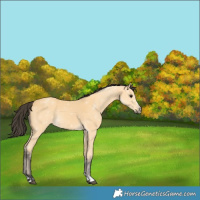 Horse Color:Buckskin 
