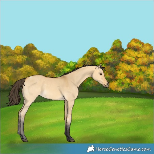 Horse Color:Buckskin Dun