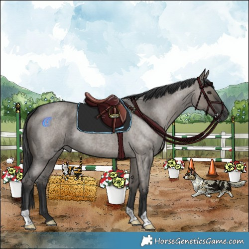 Horse Color:Grullo Roan 
