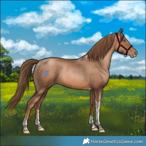 Horse Color:Liver Chestnut Pearl Tobiano 