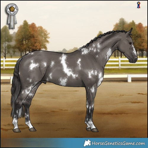 Horse Color:White Spotted Smoky Grullo 