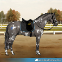 Horse Color:White Spotted Smoky Grullo 
