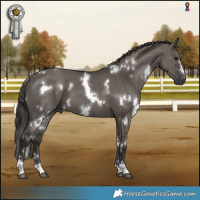 Horse Color:White Spotted Smoky Grullo 