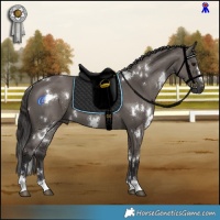 Horse Color:White Spotted Smoky Grullo 