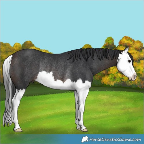Horse Color:Brown Splash Rabicano 