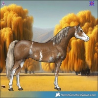 Horse Color:Chocolate Palomino Mushroom Sabino