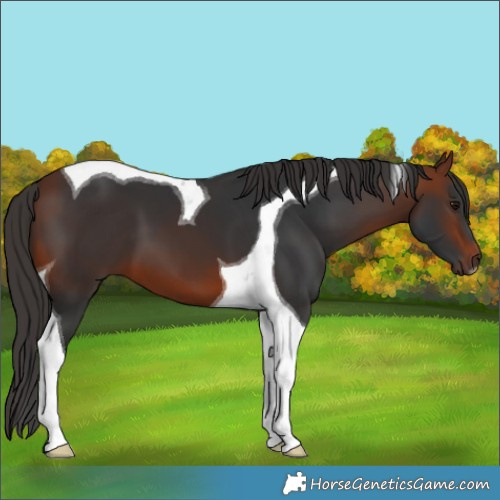 Horse Color:Bay Tobiano 