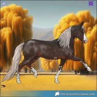 Horse Color:Liver Chestnut Mushroom