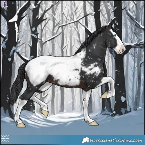 Horse Color:Brown Splash Appaloosa 