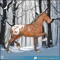 Horse Color:Silver Bay Appaloosa 