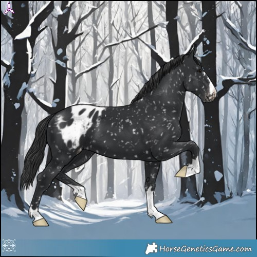 Horse Color:Black Appaloosa 