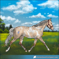 Horse Color:Powder White White Spotted Silver Bay Dun Rabicano 