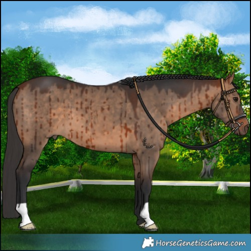 Horse Color:Bay Dun Brindle 