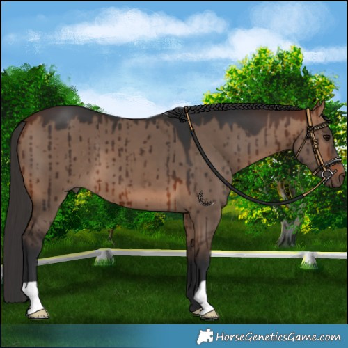 Horse Color:Bay Dun Brindle 