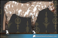 Horse Color:Liver Red Dun Appaloosa