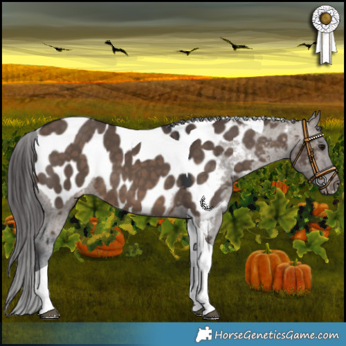 Horse Color:Brown Dun Tobiano Appaloosa 
