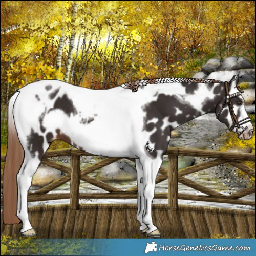 Horse Color:Liver Chestnut Tobiano Frame Appaloosa