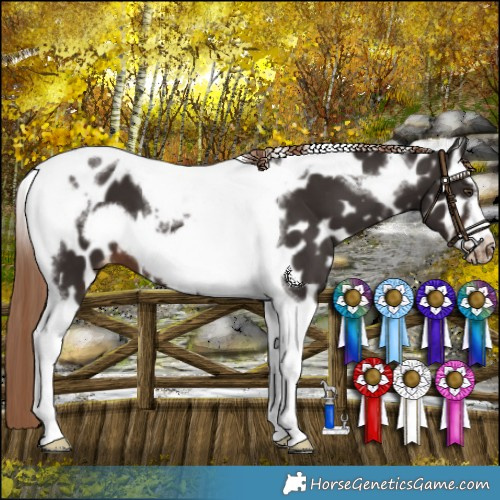 Horse Color:Liver Chestnut Tobiano Frame Appaloosa