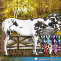 Horse Color:Liver Chestnut Tobiano Frame Leopard 