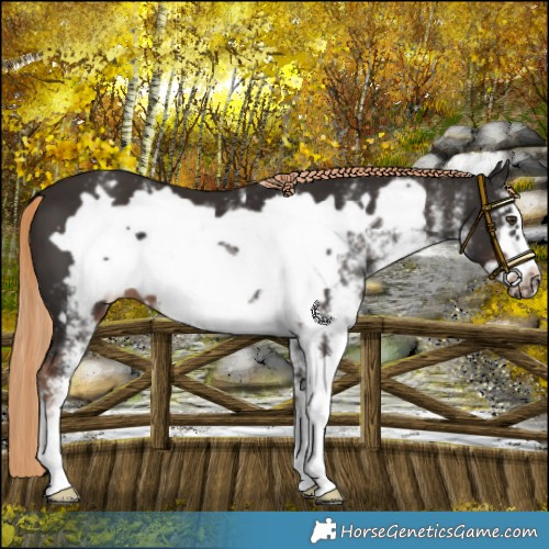 Horse Color:White Spotted Liver Chestnut Frame