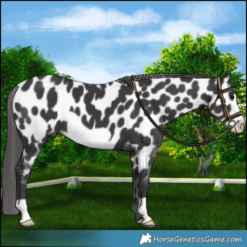 Horse Color:Black Frame Near Leopard 