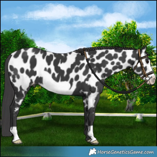 Horse Color:Black Frame Appaloosa