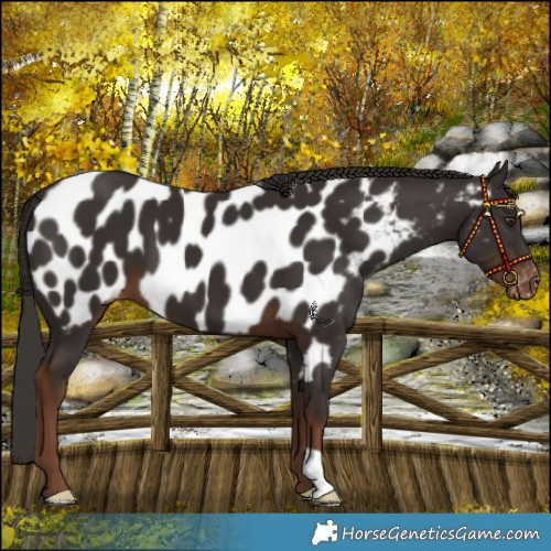 Horse Color:Liver Chestnut Appaloosa 