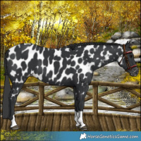 Horse Color:Black Tobiano Near Leopard 
