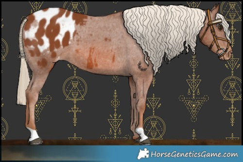 Horse Color:Chestnut Appaloosa 