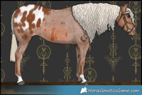 Horse Color:Chestnut Blanket 