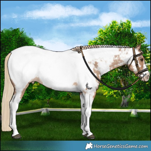 Horse Color:Red Dun Tobiano Frame Appaloosa 