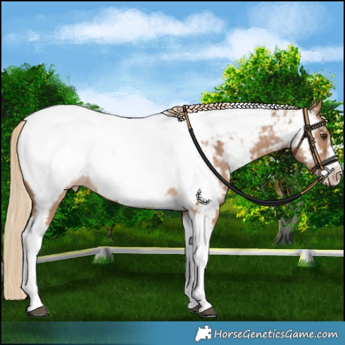 Horse Color:Red Dun Tobiano Frame Appaloosa