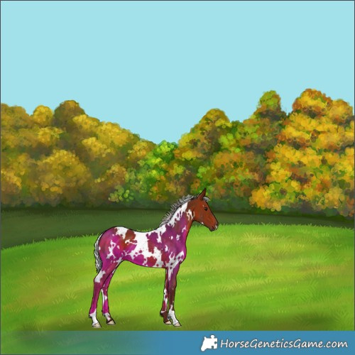 Horse Color:White Spotted Silver Bay 