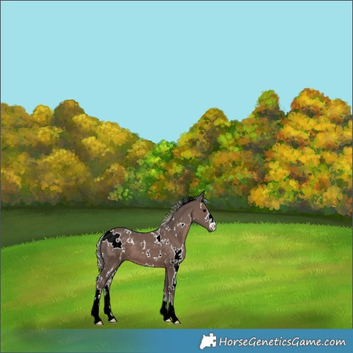 Horse Color:White Spotted Silver Black 
