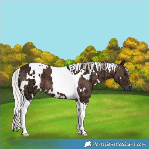 Horse Color:White Spotted Silver Black Ice Tobiano 