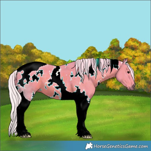 Horse Color:Watercolor White Spotted Silver Black Tobiano 